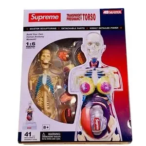 Supreme Female Anatomy Model Supreme Female Anatomy Model Pregnant